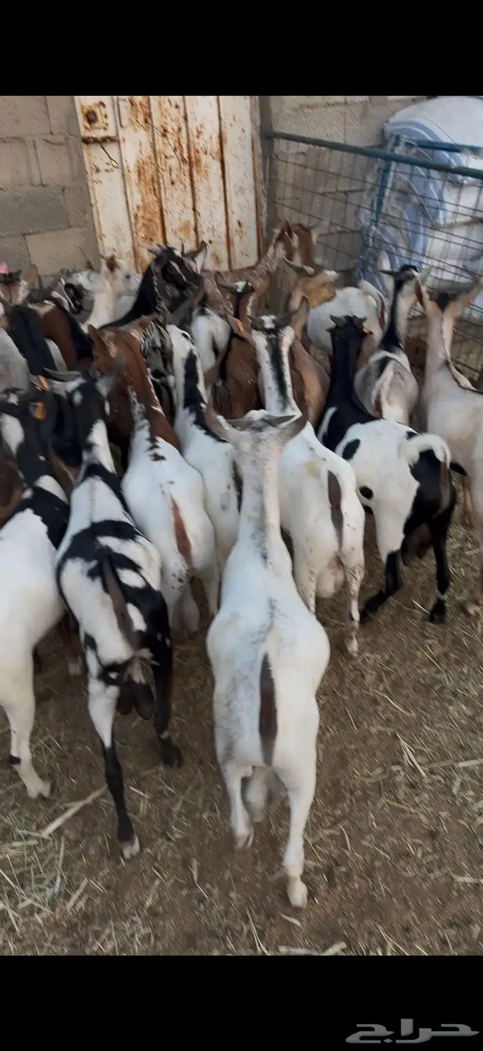 25 جيبوتي شحم فل   مرباه 3 شهور 8