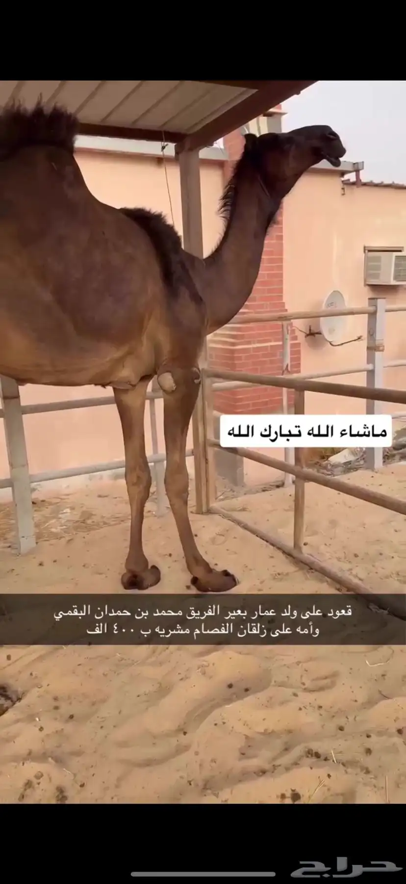 قعود فحل 0
