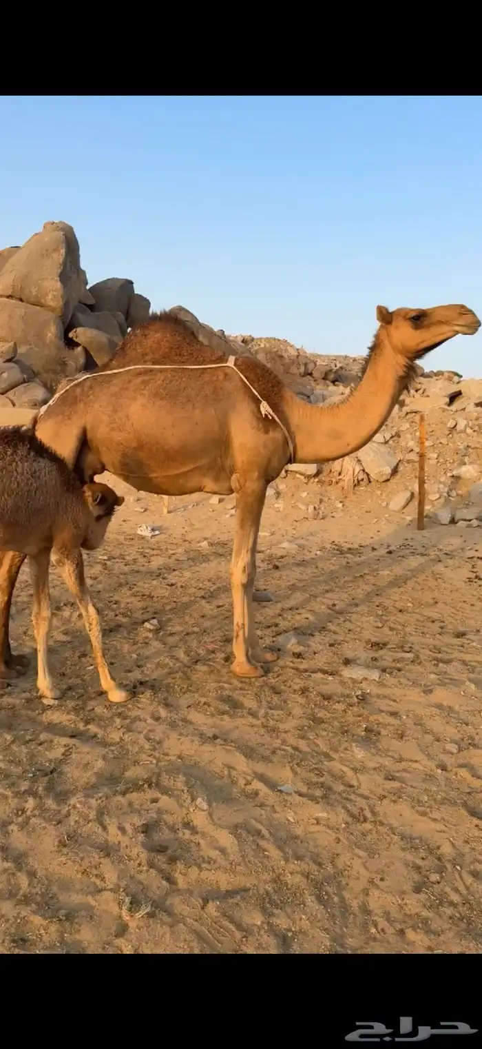 خلفة ساحلية بكر جذعه 0