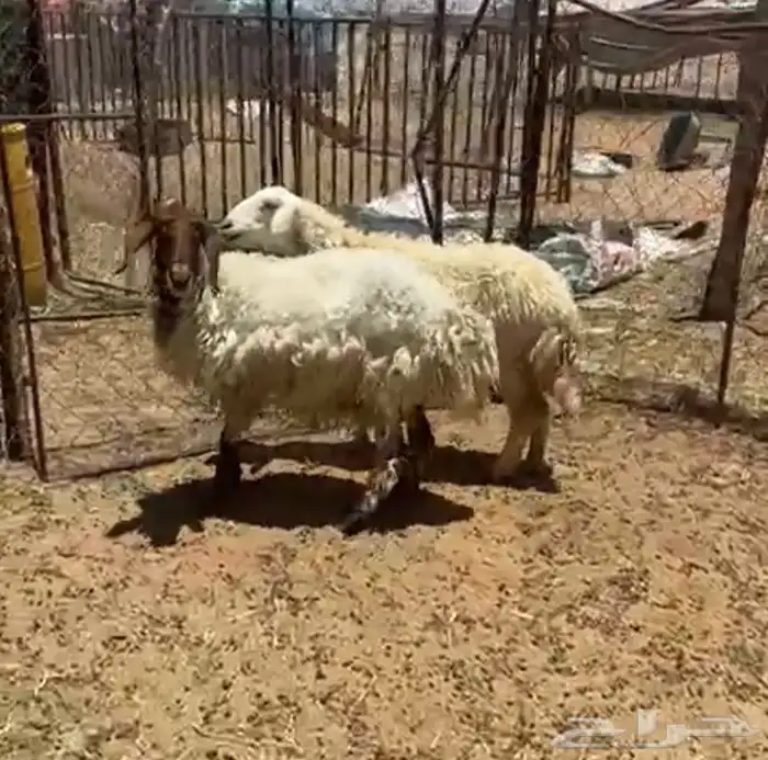 حيل نعاج 0