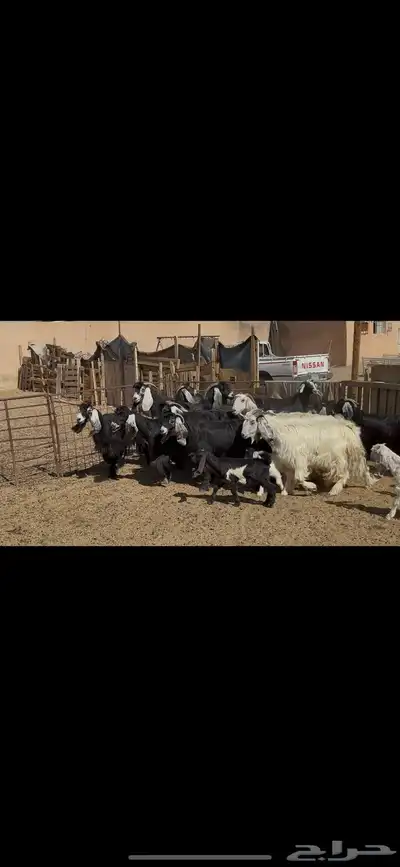 معزا عوارض متابيع . 0