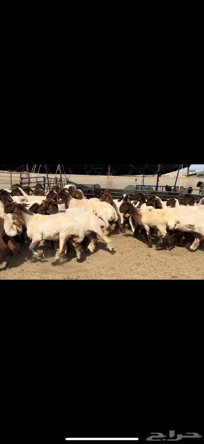 جذعات نعيم مقنوي للبيع 13