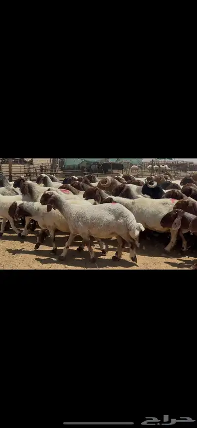 غنم نعيم صنف الصنف . 13