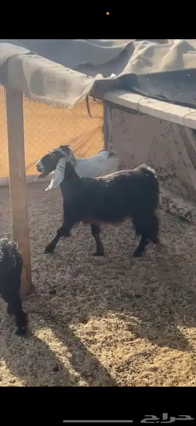 عنز حايل( تم البييع الله يبارك للجميع ))) 0
