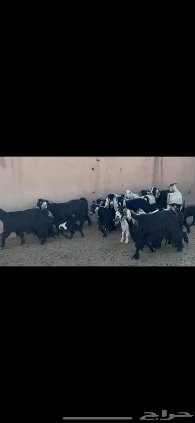 معزا عوارض متابيع . 7