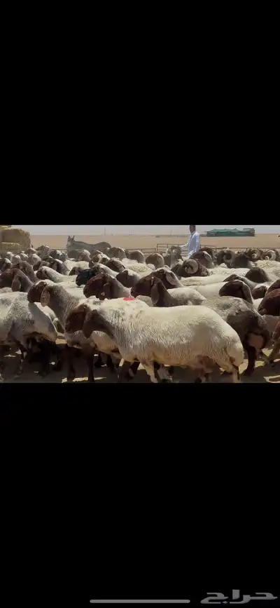 غنم نعيم صنف الصنف . 10