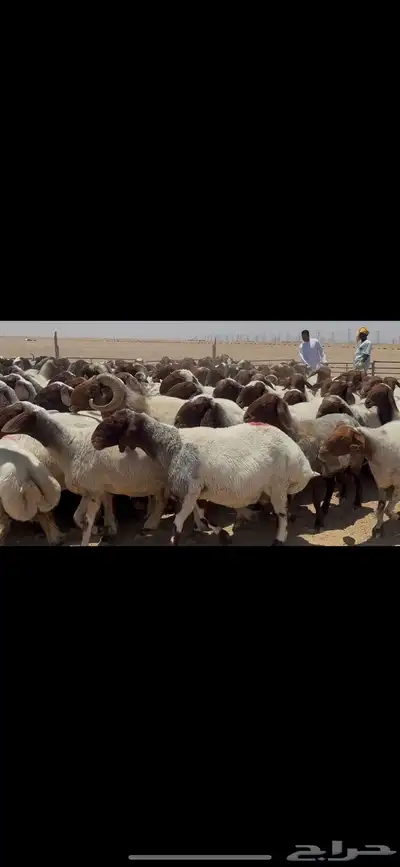 غنم نعيم صنف الصنف . 12