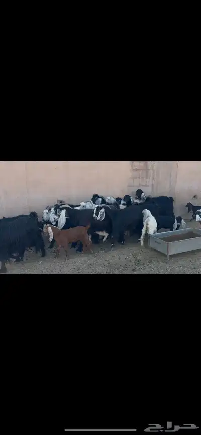 معزا عوارض متابيع . 1