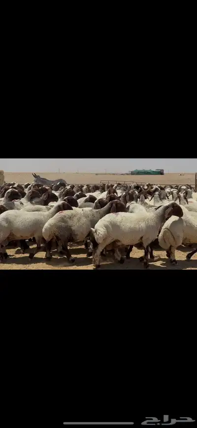 غنم نعيم صنف الصنف . 4