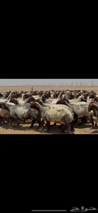 غنم نعيم صنف الصنف . 7