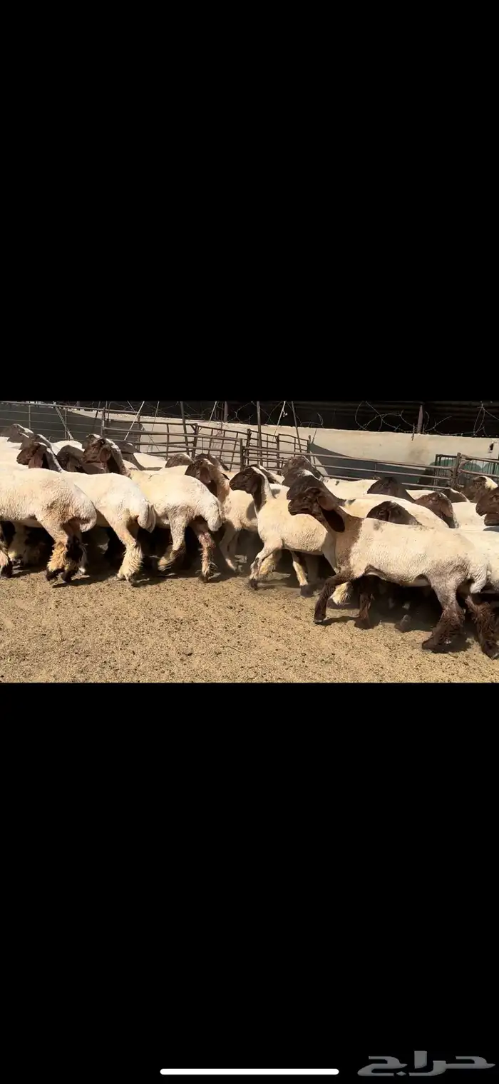 جذعات نعيم مقنوي للبيع 3