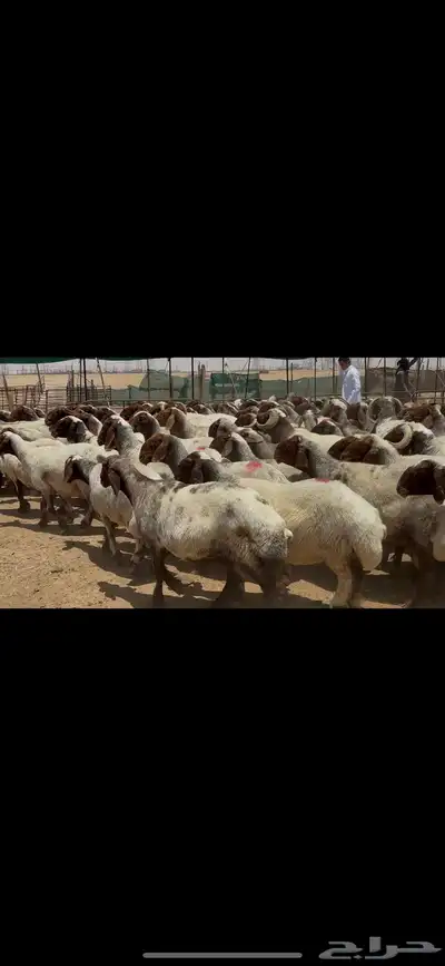 غنم نعيم صنف الصنف . 19