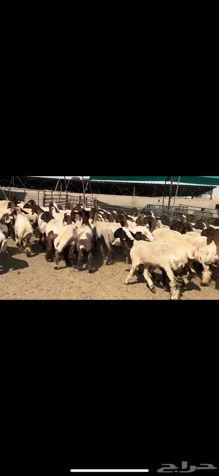 جذعات نعيم مقنوي للبيع 1