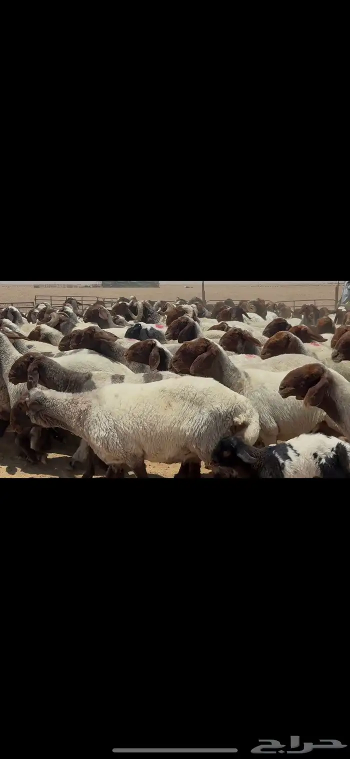 غنم نعيم صنف الصنف . 11