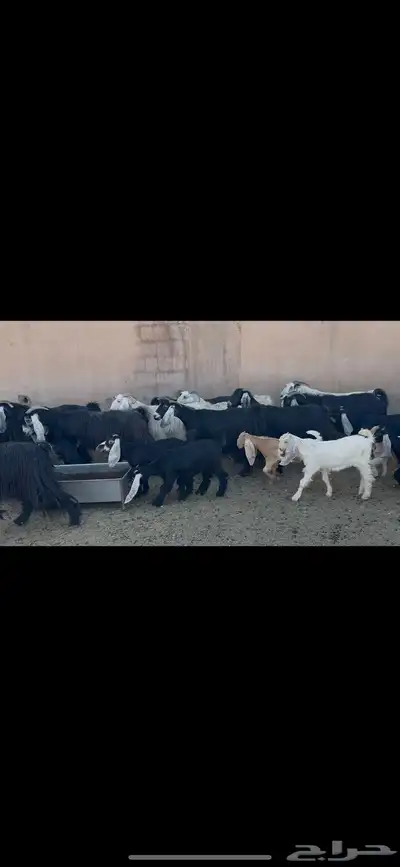 معزا عوارض متابيع . 9