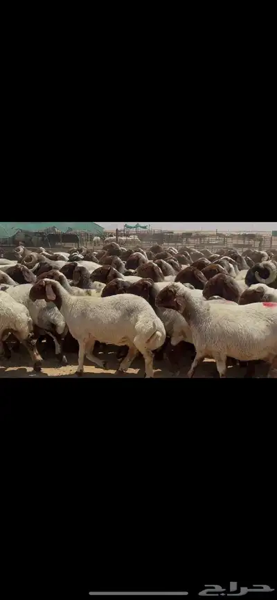 غنم نعيم صنف الصنف . 14