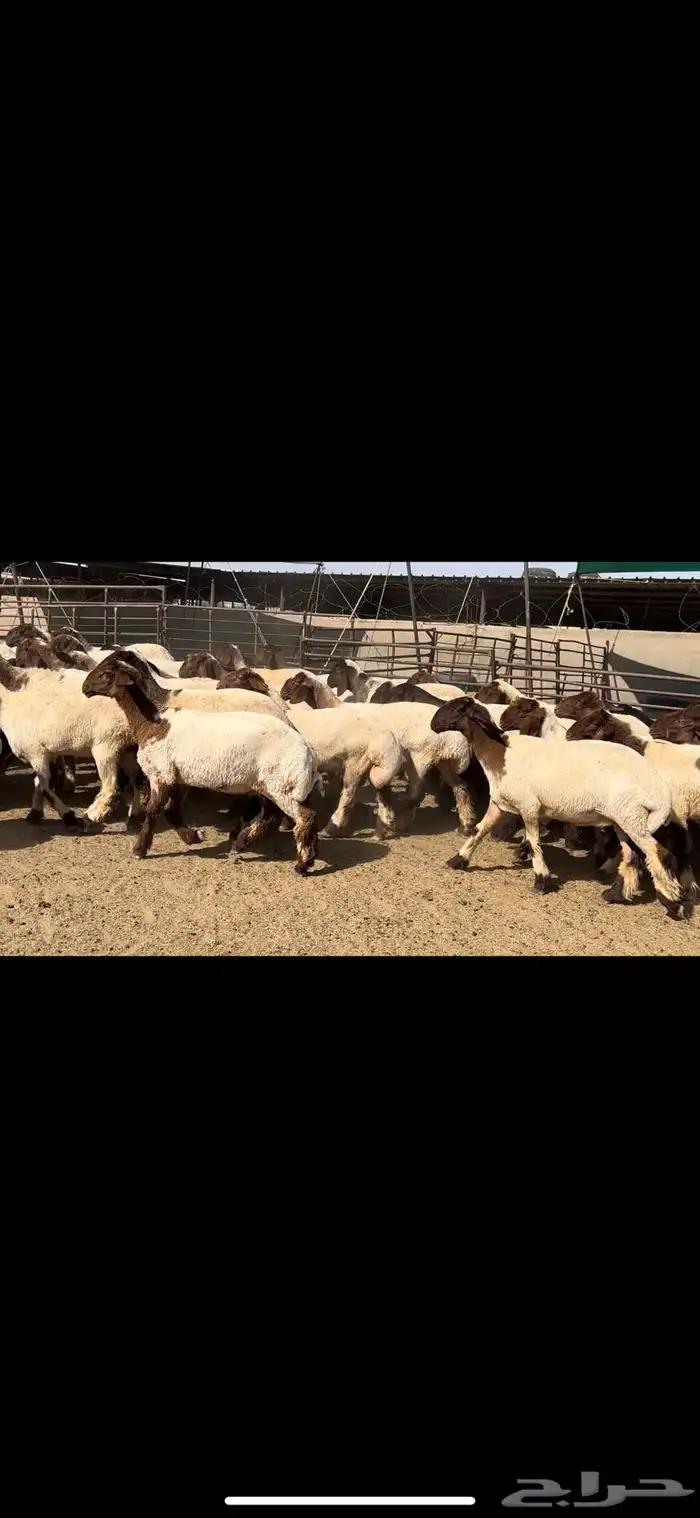 جذعات نعيم مقنوي للبيع 2