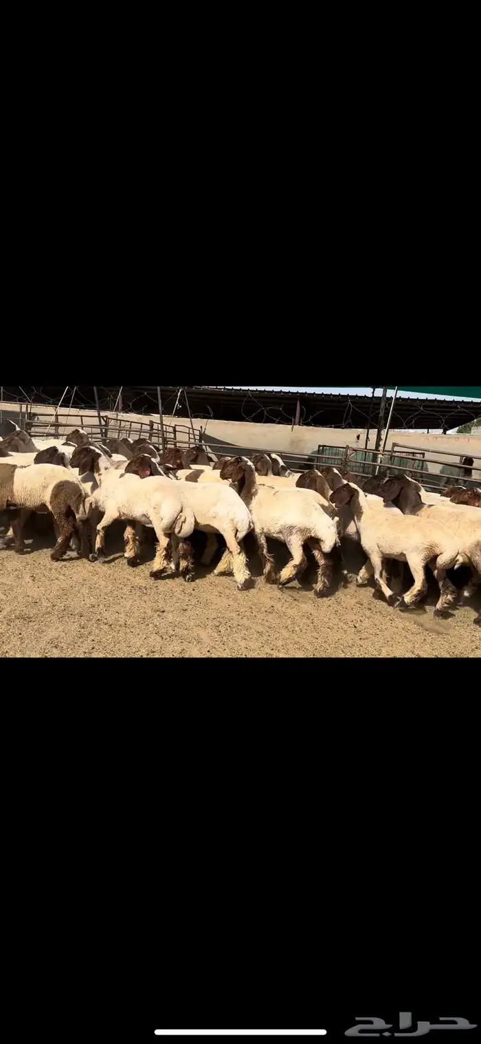 جذعات نعيم مقنوي للبيع 4