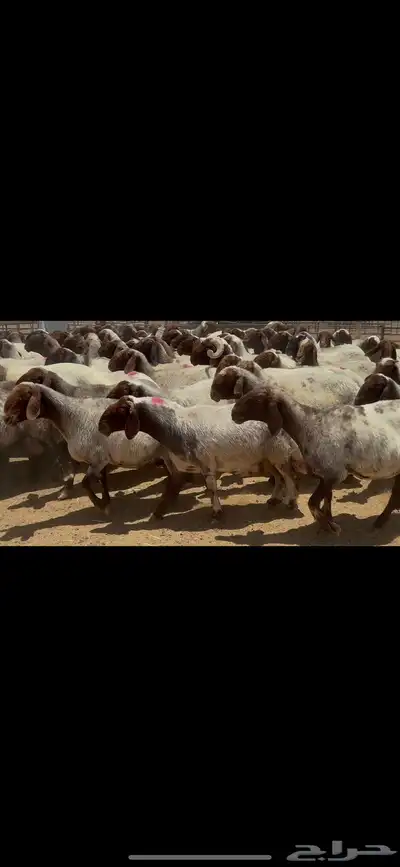 غنم نعيم صنف الصنف . 16