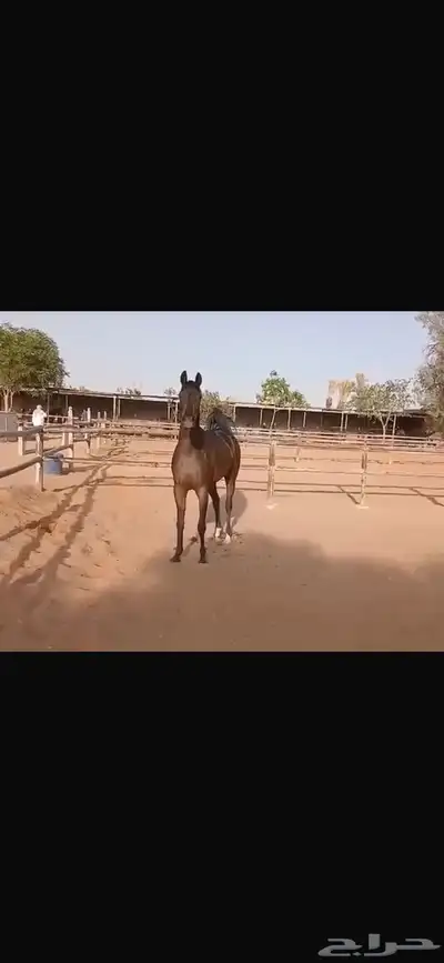 فرس واهو جمال 0