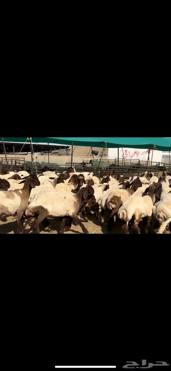 جذعات نعيم مقنوي للبيع 9