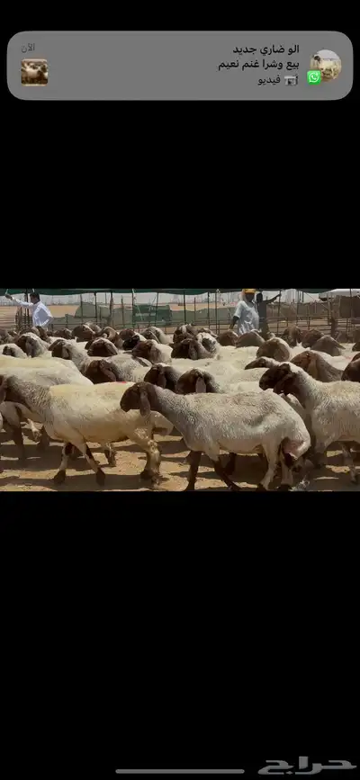 غنم نعيم صنف الصنف . 22