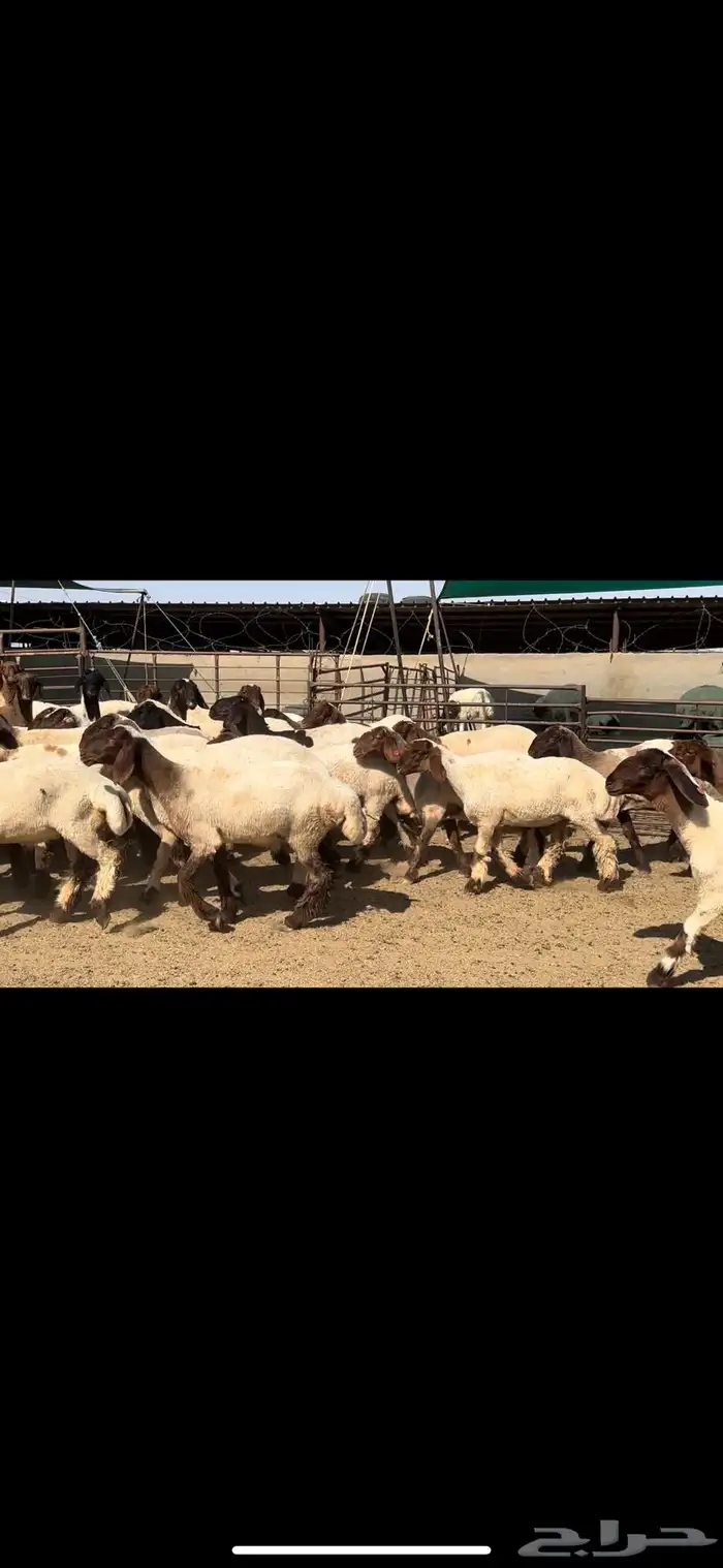 جذعات نعيم مقنوي للبيع 12
