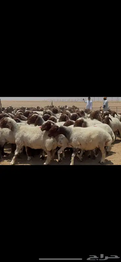 غنم نعيم صنف الصنف . 8
