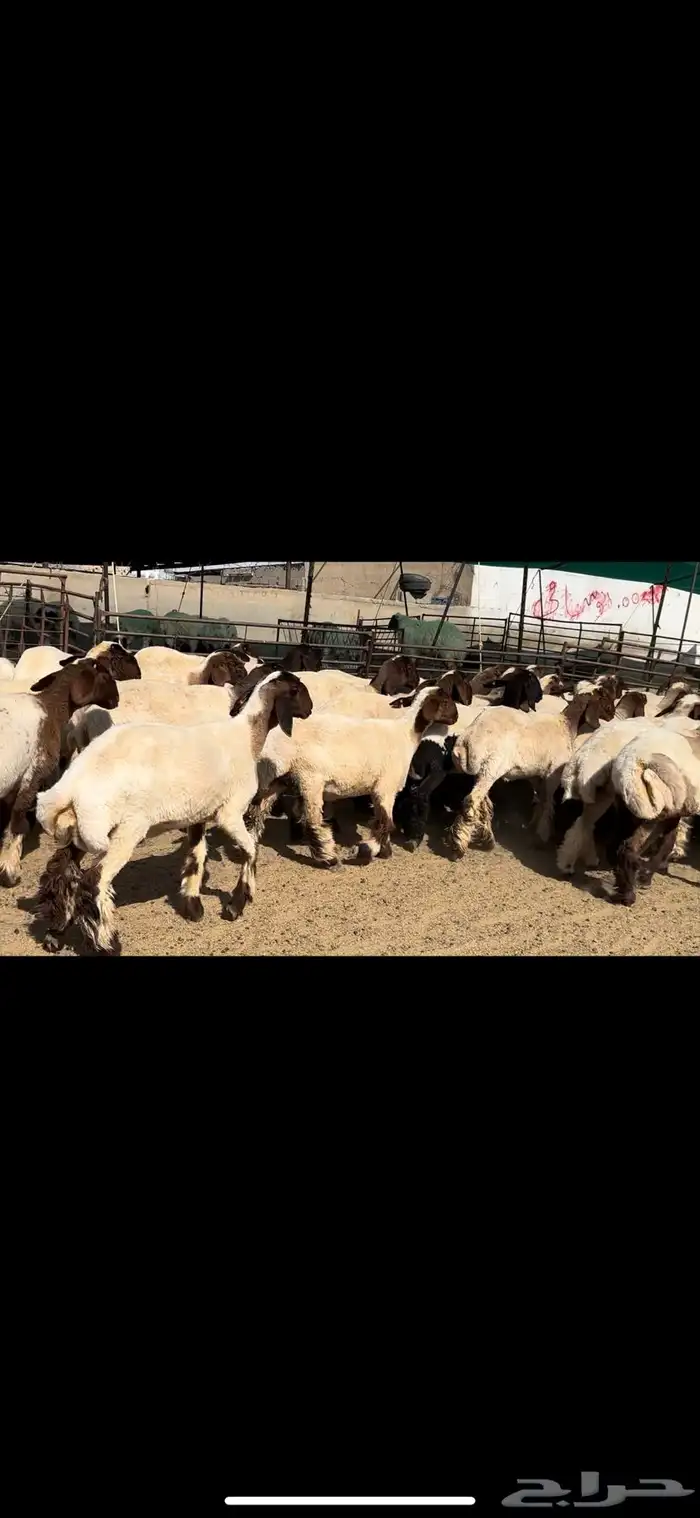 جذعات نعيم مقنوي للبيع 8