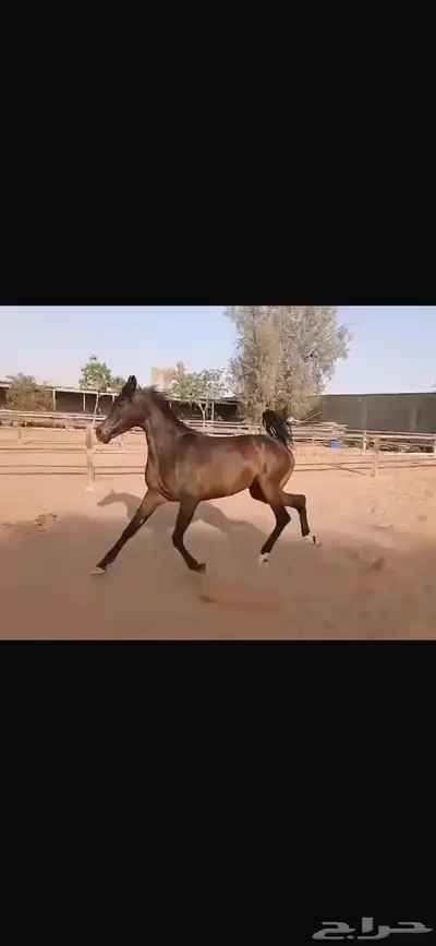 فرس واهو جمال 2