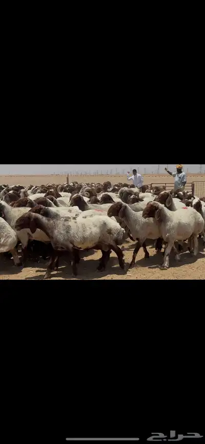 غنم نعيم صنف الصنف . 9