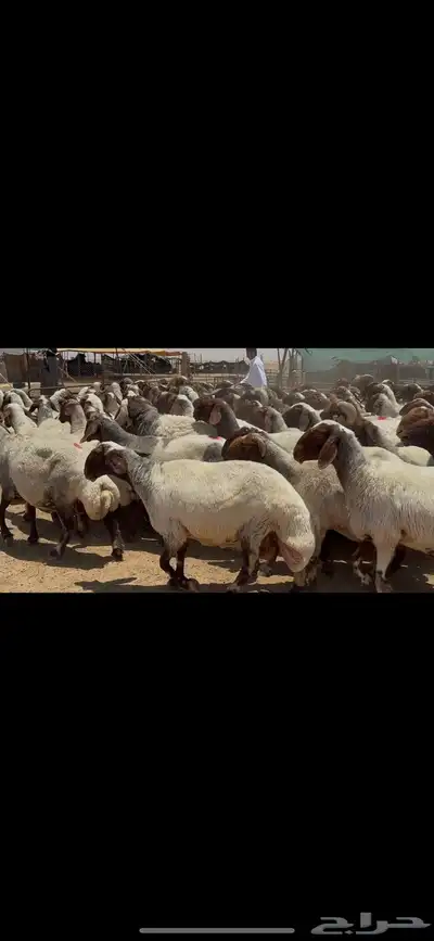 غنم نعيم صنف الصنف . 20