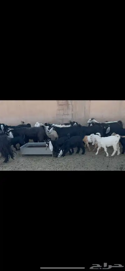معزا عوارض متابيع . 2