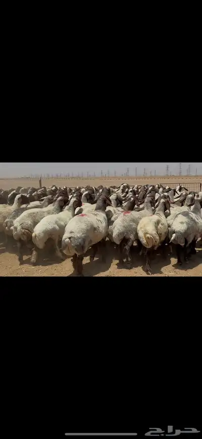 غنم نعيم صنف الصنف . 6
