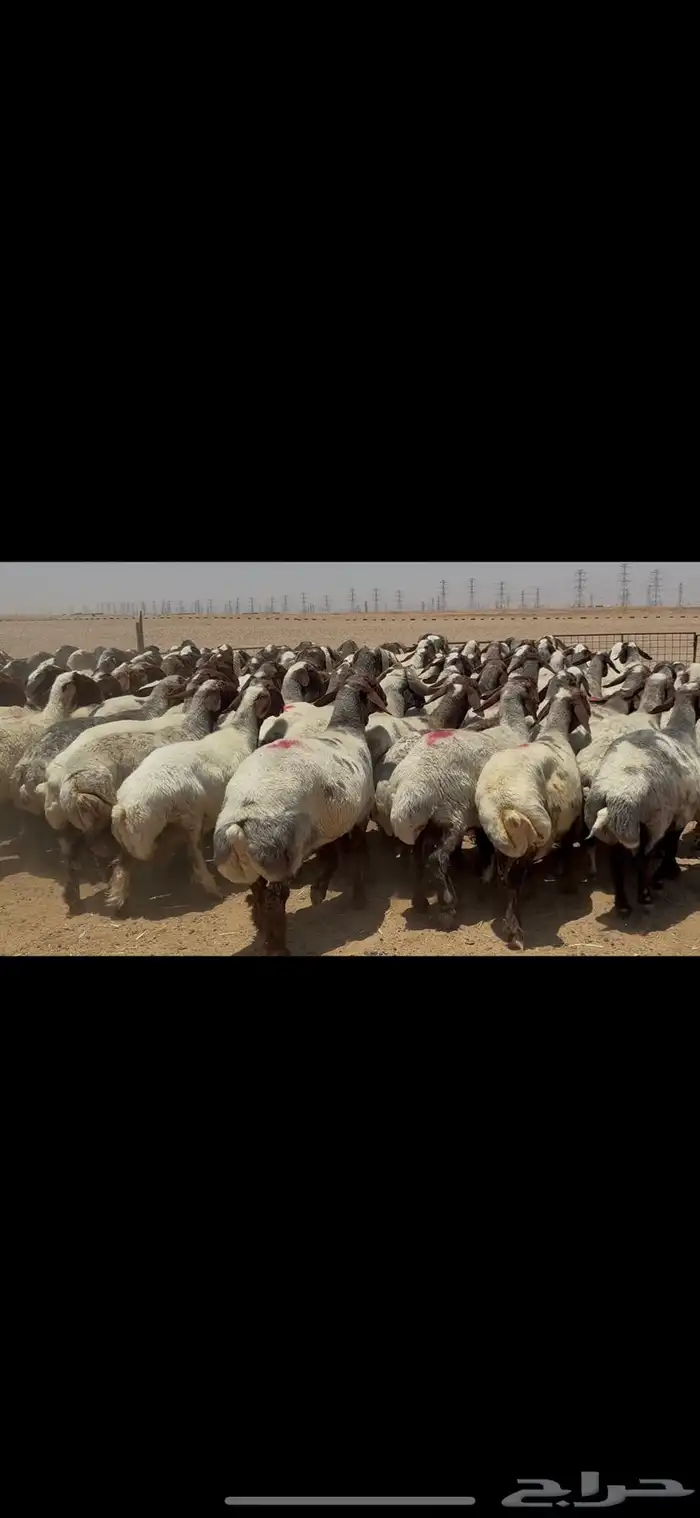 غنم نعيم صنف الصنف . 6