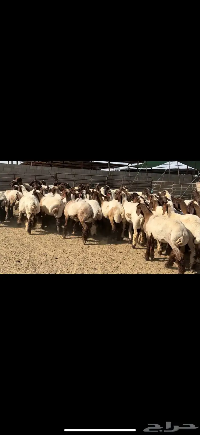جذعات نعيم مقنوي للبيع 14