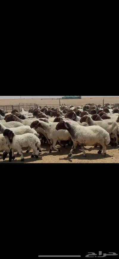 غنم نعيم صنف الصنف . 3
