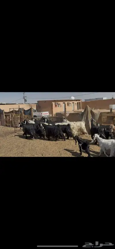 معزا عوارض متابيع . 8