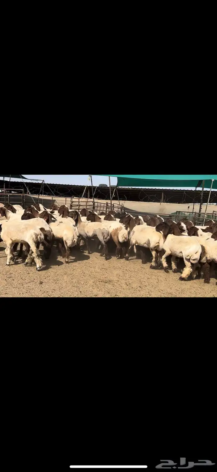 جذعات نعيم مقنوي للبيع 0
