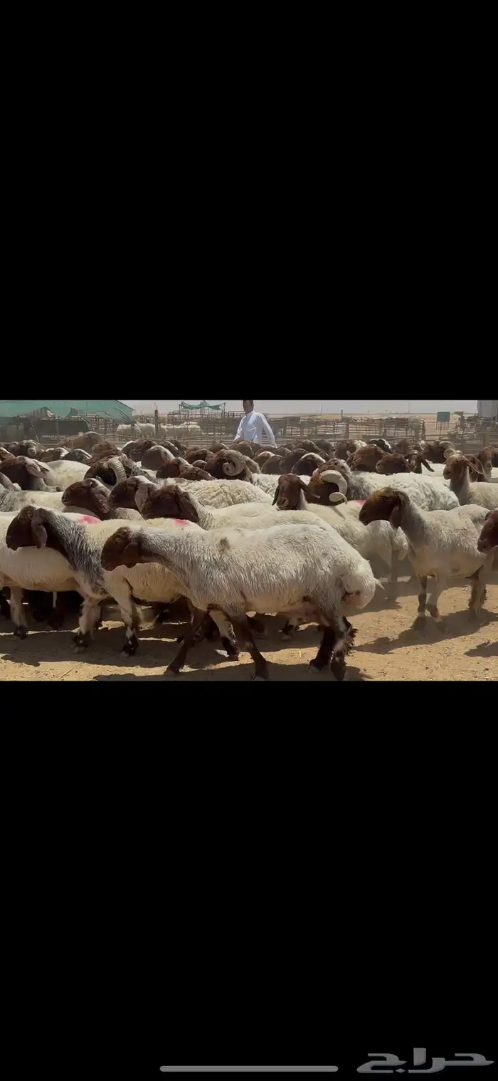 غنم نعيم صنف الصنف . 18