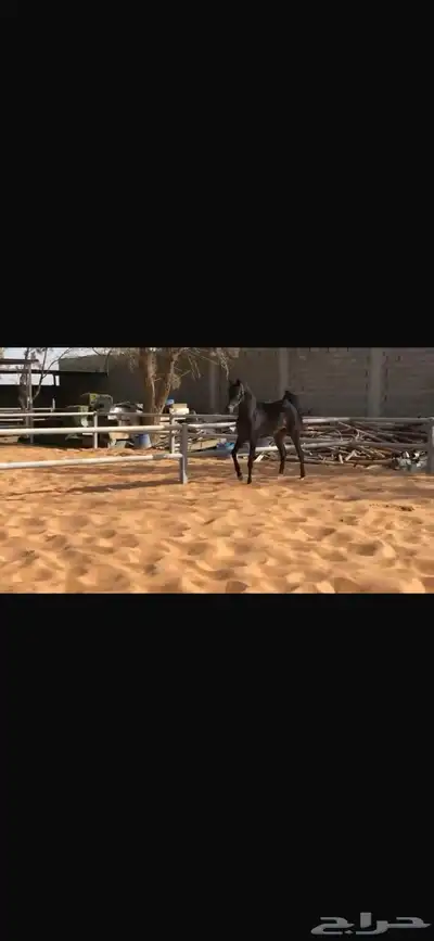 فرس واهو جمال 3