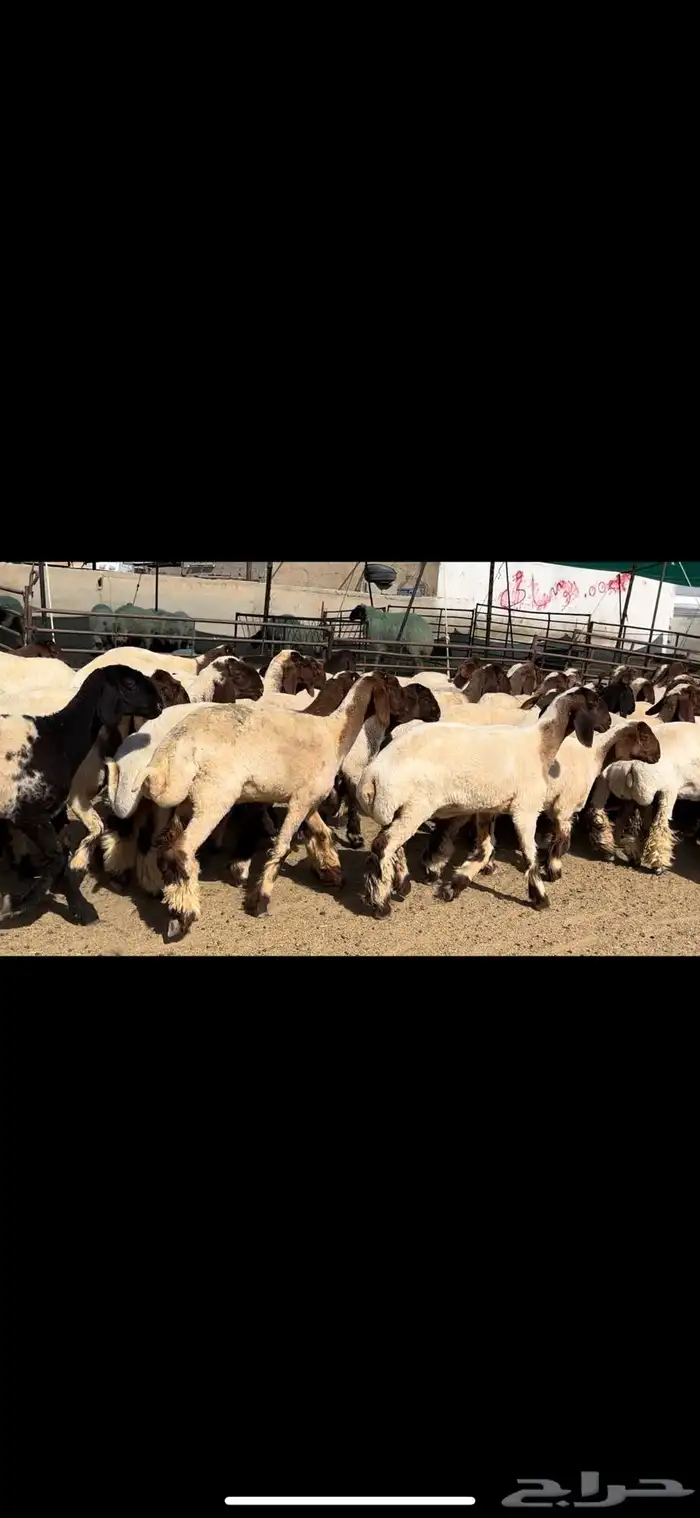 جذعات نعيم مقنوي للبيع 11