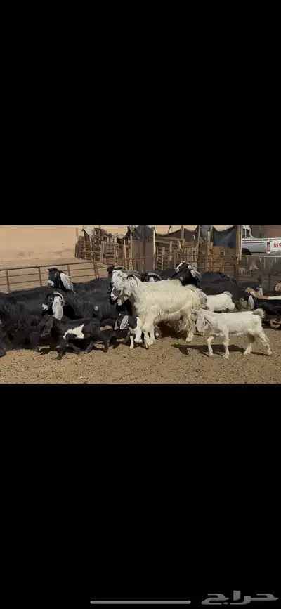معزا عوارض متابيع . 5