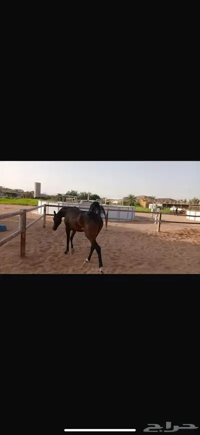 فرس واهو جمال 4