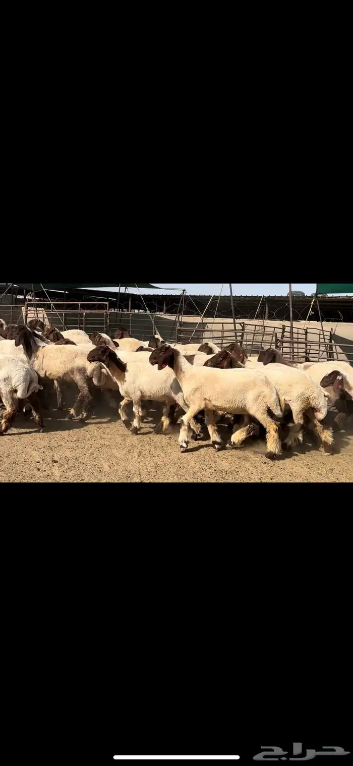 جذعات نعيم مقنوي للبيع 5