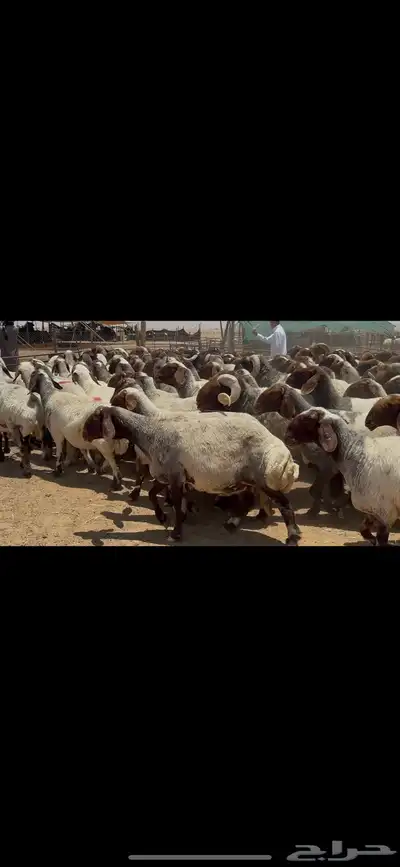 غنم نعيم صنف الصنف . 21