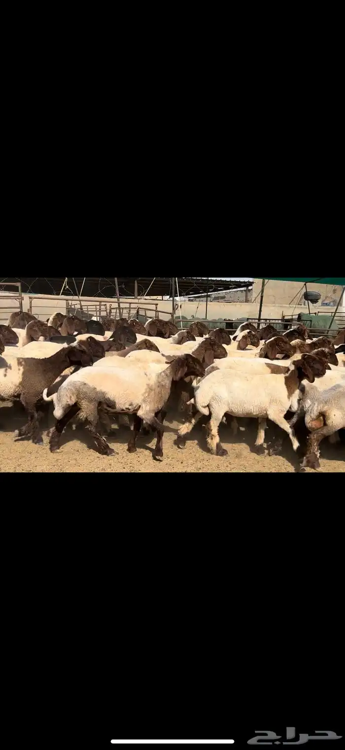 جذعات نعيم مقنوي للبيع 18