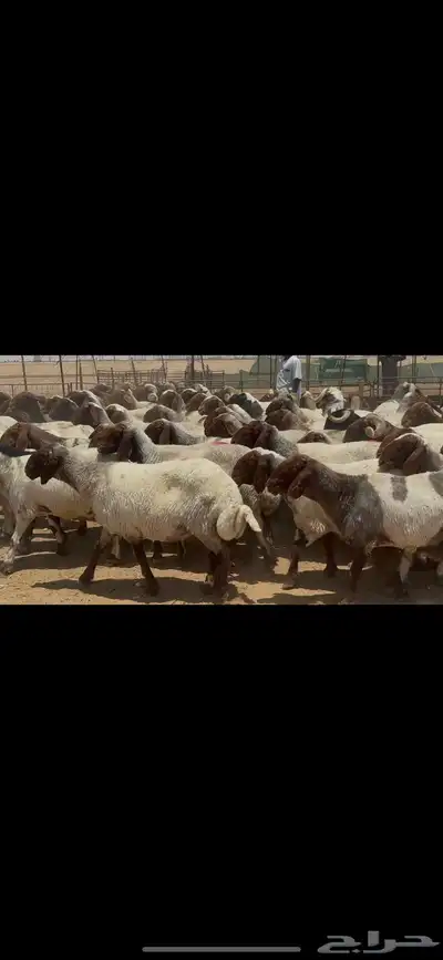 غنم نعيم صنف الصنف . 24