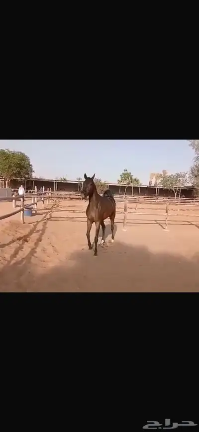 فرس واهو جمال 1