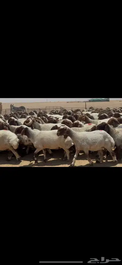 غنم نعيم صنف الصنف . 2